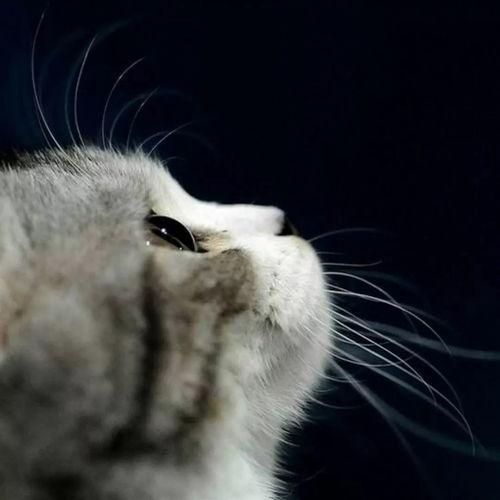 娱乐吃瓜酱猫糊糊,揭秘“酱猫糊糊”背后的故事